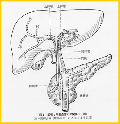 胆嚢/胆管